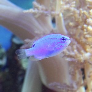 Damselfish ID