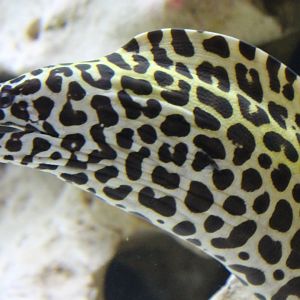 Leopard moray eel