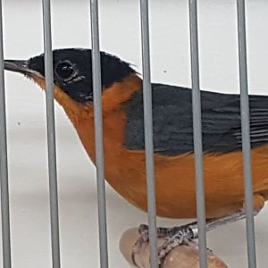 Snowy-crowned robin-chat