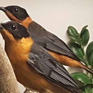 Snowy-crowned robin-chats