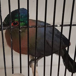 Red-breasted purple-crested touraco