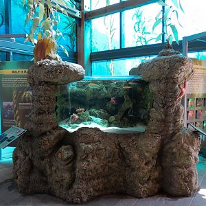 Ocean Education Center - Kelp Forest Live Exhibit
