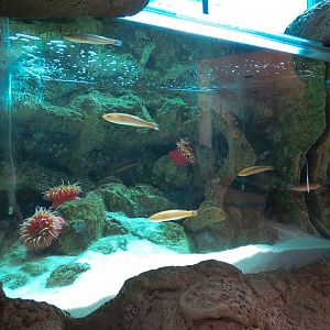 Ocean Education Center - Kelp Forest Live Exhibit