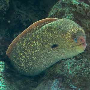 Ocean Education Center - Kelp Forest Live Exhibit