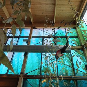 Ocean Education Center - Kelp Forest Exhibit