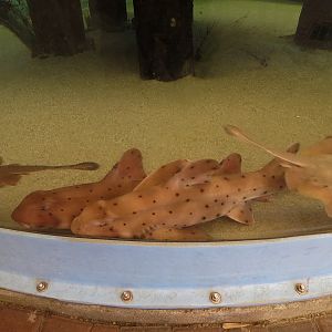 Surf Science Learning Center - Live Exhibits