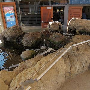 Tidepool Live Exhibit