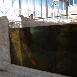 Tidepool Live Exhibit