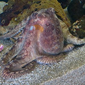 Ecology Building - Live Exhibits