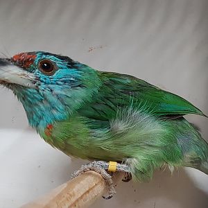 Blue-throated barbet - Megalaima asiatica