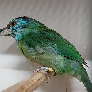 Blue-throated barbet - Megalaima asiatica