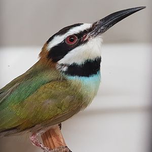 White-throated bee-eater - Merops albicollis
