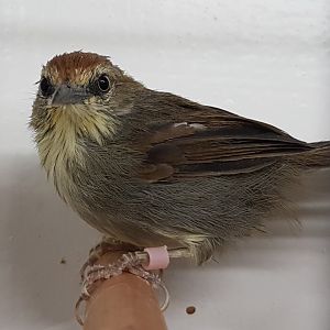 Pin-striped tit-babler - Macronous gularis