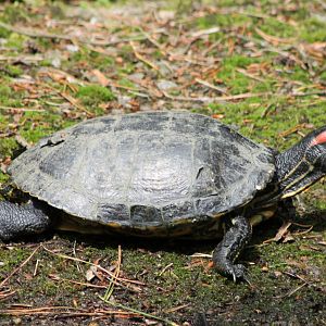 Red-eared slider