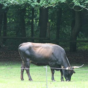 Auer ox