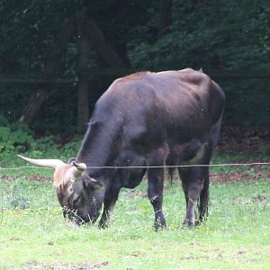 Auer ox