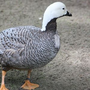 Emperor goose