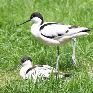 Pied avocets
