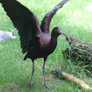 Glossy ibis