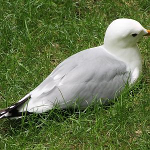 Common gull
