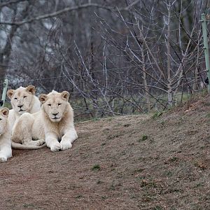 White Lion boys