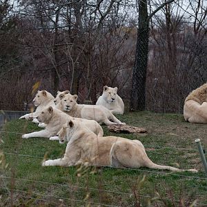 White Lion (The whole Pride)