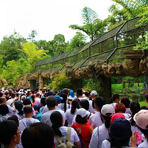 Night Safari in the day - Malayan Tiger exhibit