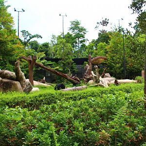 Night Safari in the day - Asiatic Black Bear exhibit