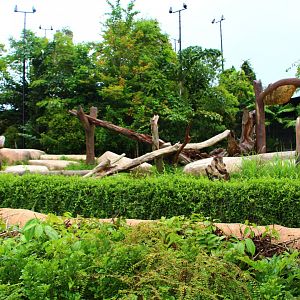 Night Safari in the day - Asiatic Black Bear exhibit
