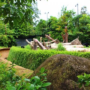 Night Safari in the day - Asiatic Black Bear exhibit