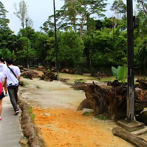 Night Safari in the day - Sambar Deer drive-thru (no animals)