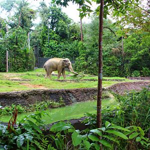 Night Safari in the day - Bull Asian Elephant exhibit