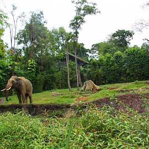 Night Safari in the day - Bull Asian Elephant exhibit