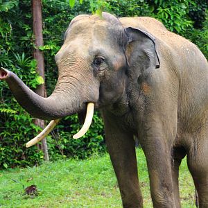 Night Safari in the day - Bull Asian Elephant exhibit