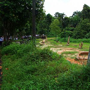 Night Safari in the day - Cow Asian Elephant exhibit