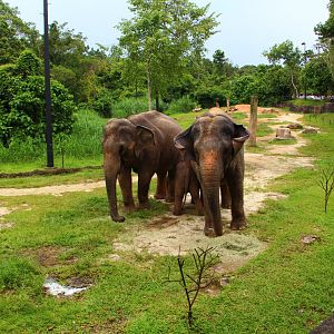 Night Safari in the day - Cow Asian Elephant exhibit