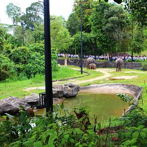 Night Safari in the day - Cow Asian Elephant exhibit