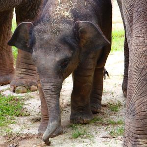 Night Safari in the day - Cow Asian Elephant exhibit