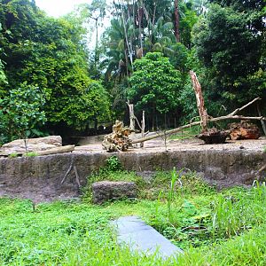 Night Safari in the day - Bearded Pig exhibit