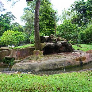 Night Safari in the day - Red Dhole exhibit (no animals)