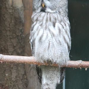 Great grey owl