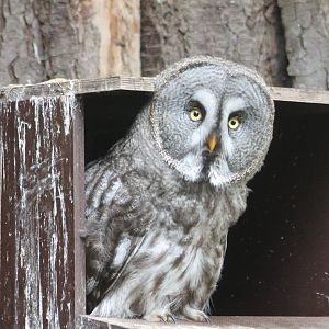 Great grey owl