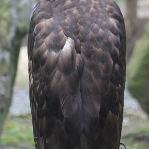 Eagle ID