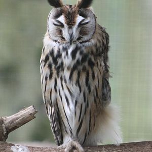 Striped owl