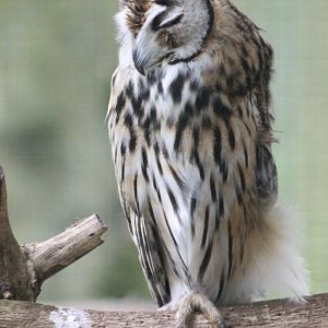 Stiped owl