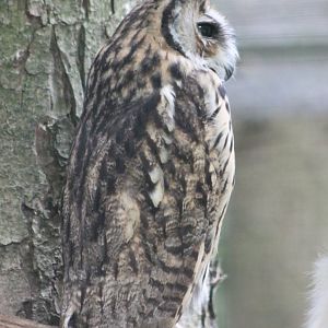 Striped owl