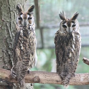 Striped owls
