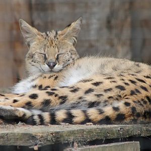 Serval