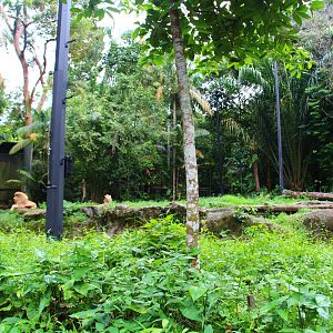 Night Safari in the day - African White Lion exhibit