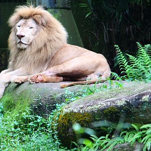 Night Safari in the day - African White Lion exhibit